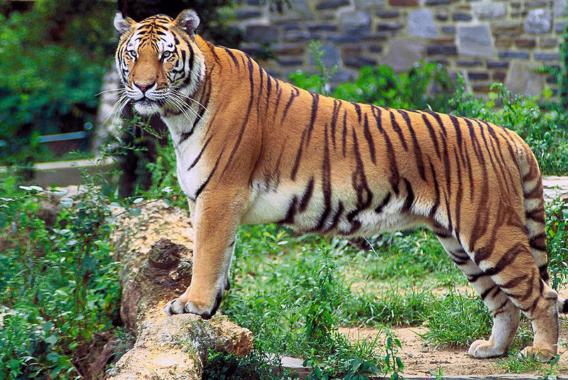 Photo d'un tigre du Bengale. © Hollingsworth, John and Karen, domaine public