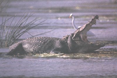 Photo d'un crocodile des marais. © Naryathegreat, domaine public