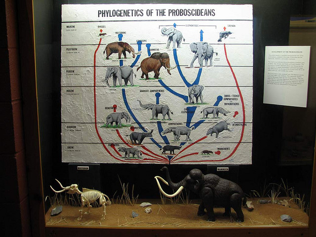 L’arbre phylogénétique des Proboscidiens, l’ordre des éléphants. © hairymuseummatt CC by-sa 2.0