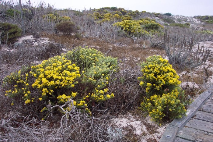 La phytosociologie identifie dans la végétation de cette dune plusieurs associations distinctes révélatrices du fonctionnement écologique du milieu. © Cpt Albert E. Theberge / NOAA, domaine public