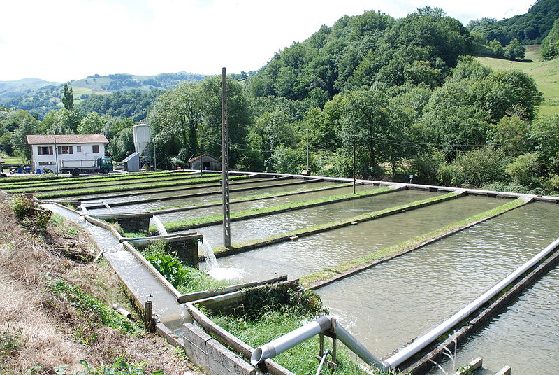Bassins piscicoles d’une pisciculture d’eau douce. © Harrieta171, Wikimedia CC by-sa 3.0