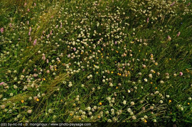 Le cortège floristique des plaines accueille de nombreux insectes et oiseaux. © Bruno Monginoux / Landscape-Photo.net CC by-nc-nd