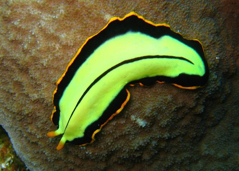 Le turbellarié Pseudoceros dimidiatus appartient au groupe des plathelminthes. Cette espèce se rencontre dans la zone indo-pacifique tropicale et dans la mer Rouge. Les individus peuvent mesurer jusqu'à 8 cm. © Richard Ling, Wikipédia, cc by sa 2.0