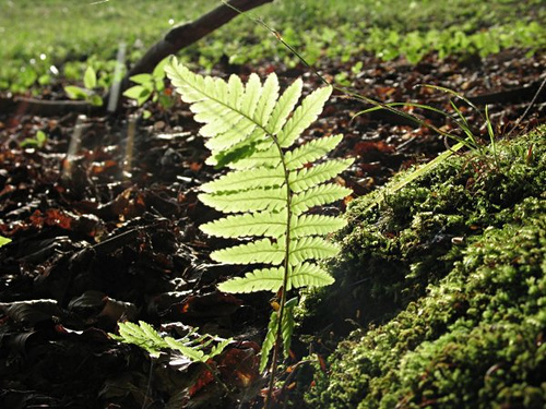 Fronde chlorophyllienne d’une fougère, support de sa photoautotrophie. © Zigar CC by-nd