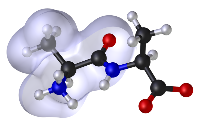 A gauche, l’enveloppe grise correspond à la région lipophile (hydrophobe) de la molécule. © Dhatfield et Edboas, Wikimédia CC by-sa 3.0
