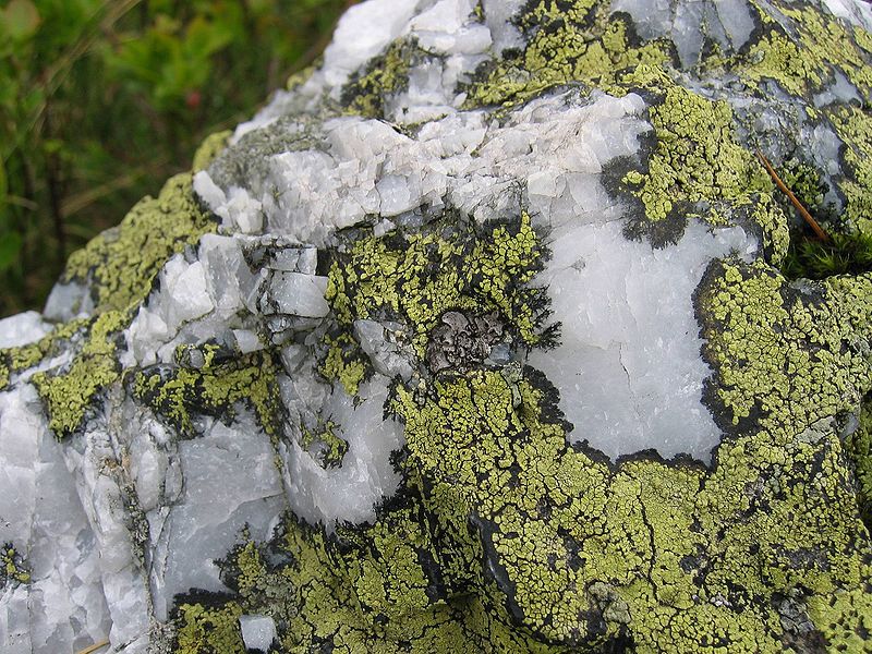 Rhizocarpon geographicum est un lichen qui pousse sur du quartz, il est donc lithophyte. &copy; tigerente, Wikipédia, cc by sa 3.0