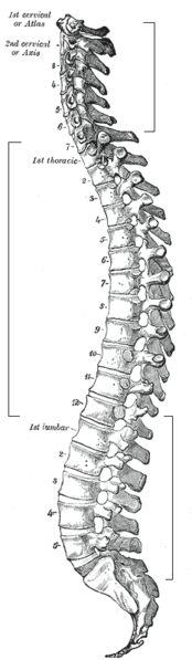 La colonne vertébrale est l’une des principales composantes du squelette axial. © Gray’s Anatomy, Wikimédia domaine public