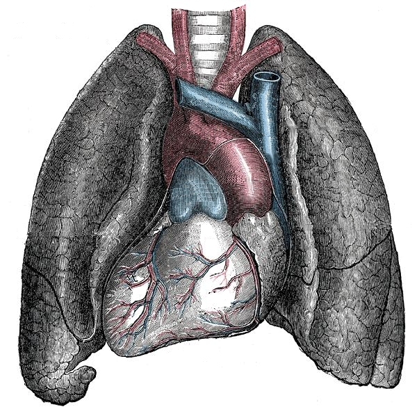 Une représentation d'un situs inversus : poumous, cœur et artères coronaires en positions inversées (planche de la Gray's anatomy, publiée en 1918). © Domaine public