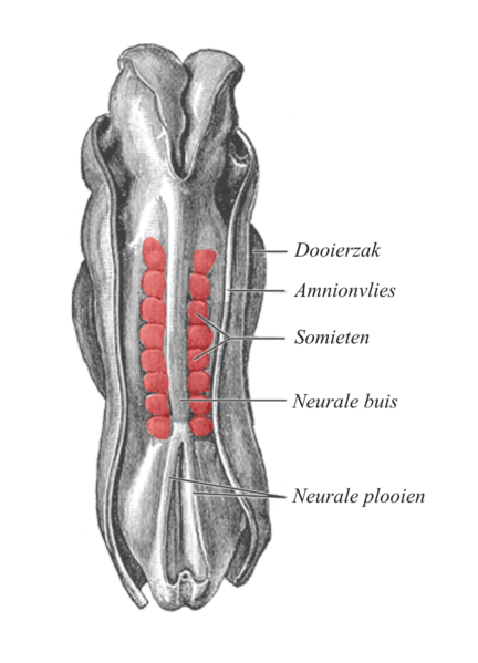 Vue dorsale d’un embryon. En rouge, les somites de l’embryon placés de part et d’autre du tube neural qui formeront les futures myotomes et sclérotomes. © Gray’s Anatomy, Wikimédia domaine public