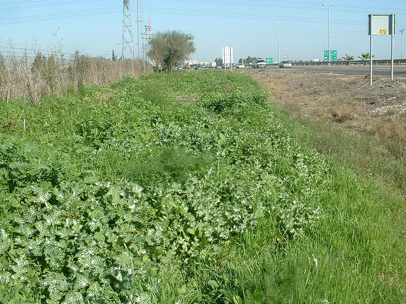 Talus de bord de route recouvert d’une végétation rudérale. © RickP, Wikimedia GFDL 1.2 CC by-sa 3.0