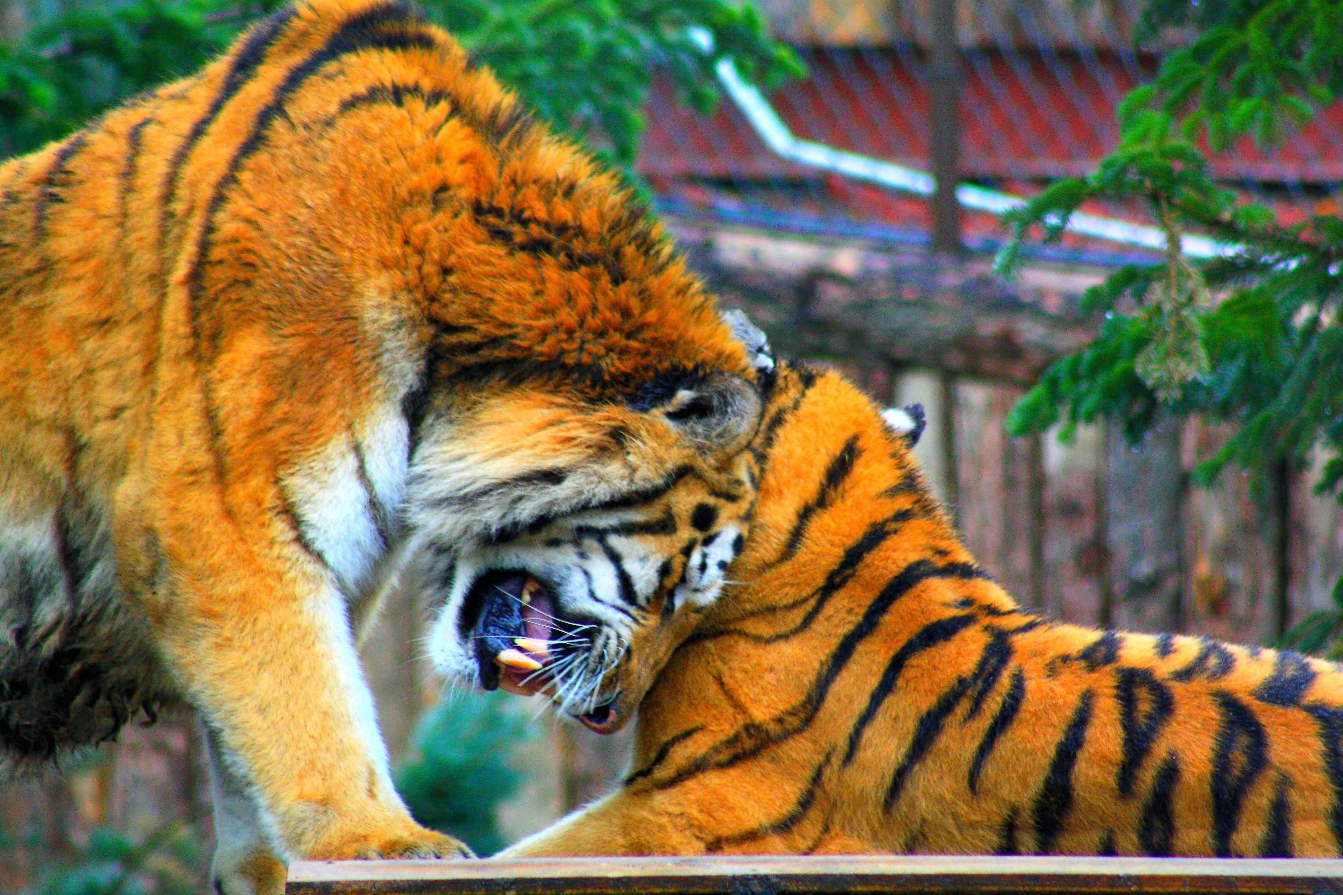 Photo d'un tigre de Sibérie. © Patrick Straub