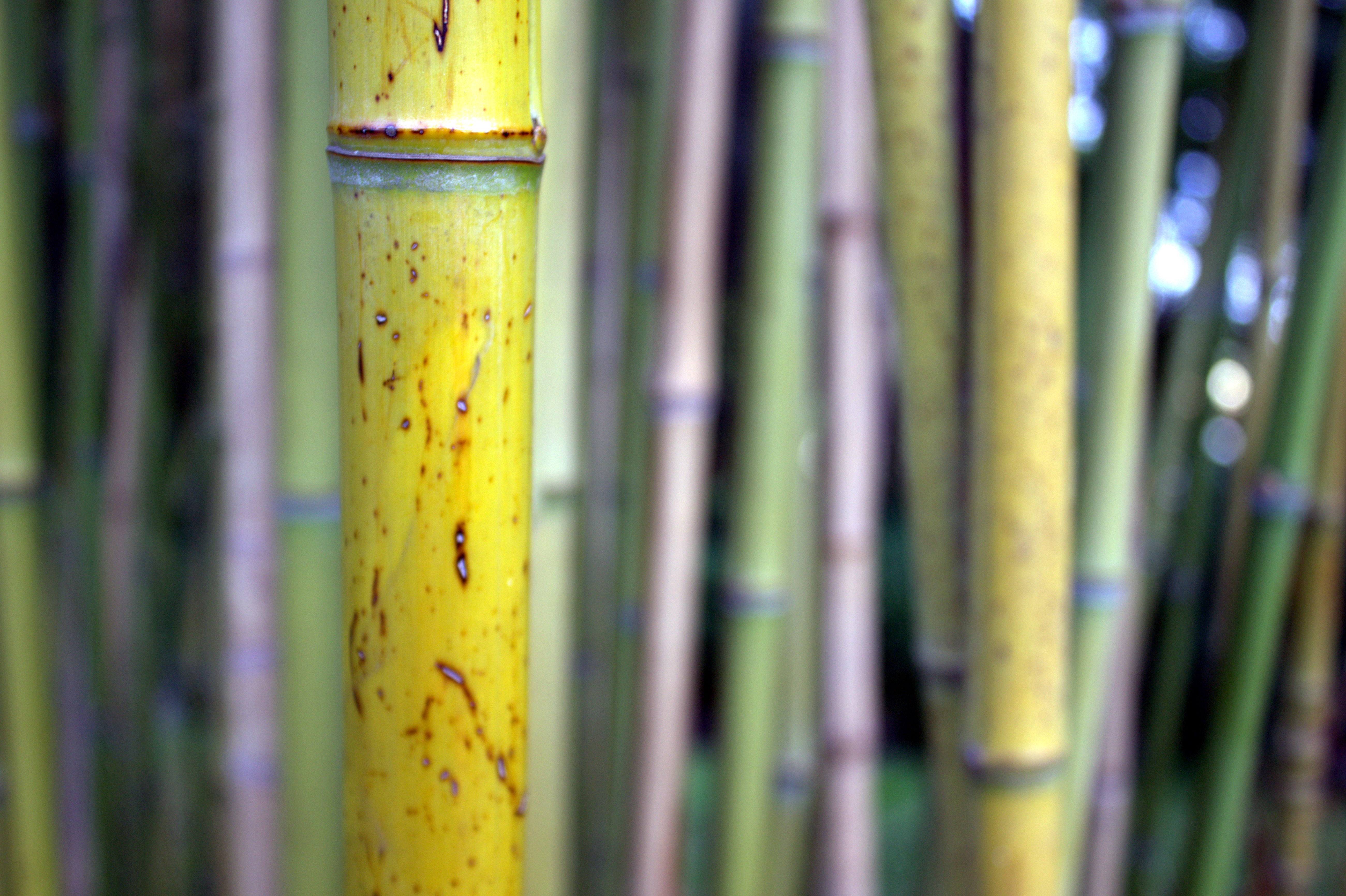La paille japonaise est un revêtement mural en fibres de paille ou bambou. © Léna, CC BY 3.0, Wikimedia Commons