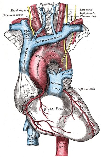 L’artère pulmonaire permet au sang de se réoxygéner. Sur ce schéma, elle apparaît en bleu, au centre. © Wikipedia DP