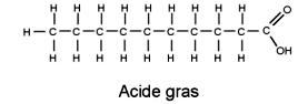Les acides gras sont des chaînes carbonées dont une extrémité est un groupement acide carboxylique. © DR