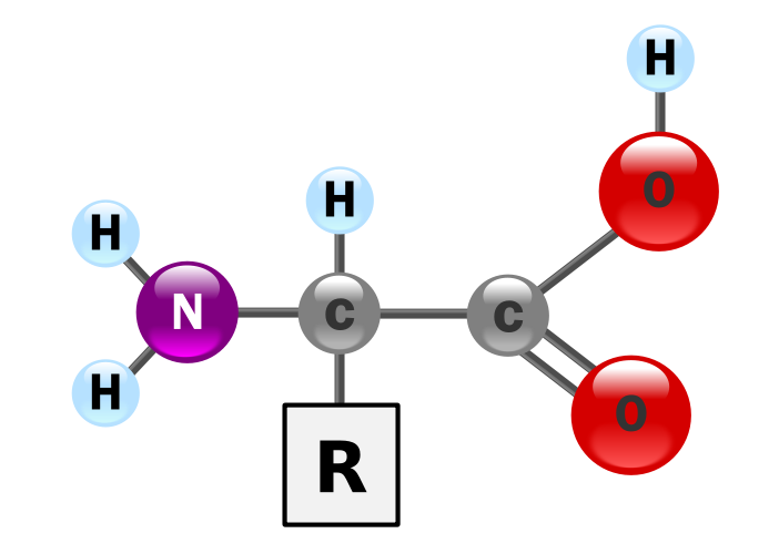 Chaque acide aminé est constitué d'une fonction amine, d'une fonction acide et d'une chaîne latérale (R) variable. © DR.