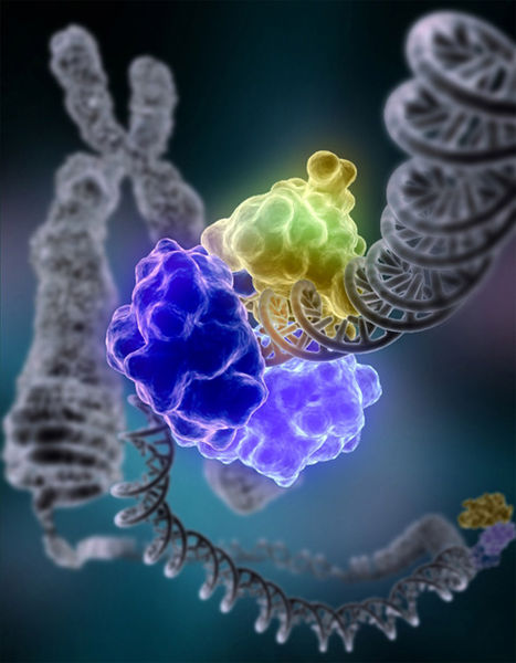 L'ADN ligase répare l'ADN. © Courtesy of Tom Ellenberger, Washington University School of Medicine in St. Louis