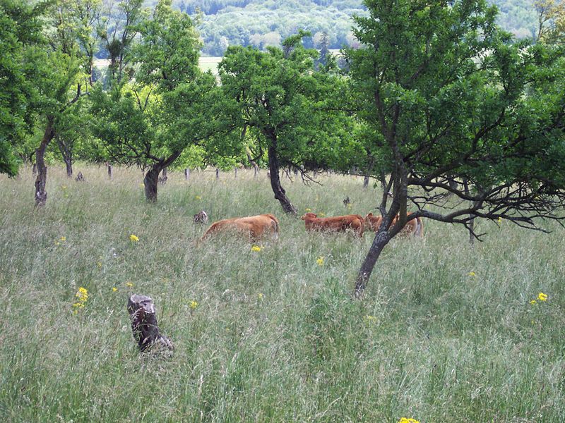 Des vaches rousses dans un verger, un exemple d’agroforesterie traditionnel. © TitTornade CC by-sa