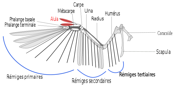 L'alula est un fragment d'aile, très utile pour le vol. &copy; Shyamal, Wikipédia, cc by sa 3.0 - adaptation Toony