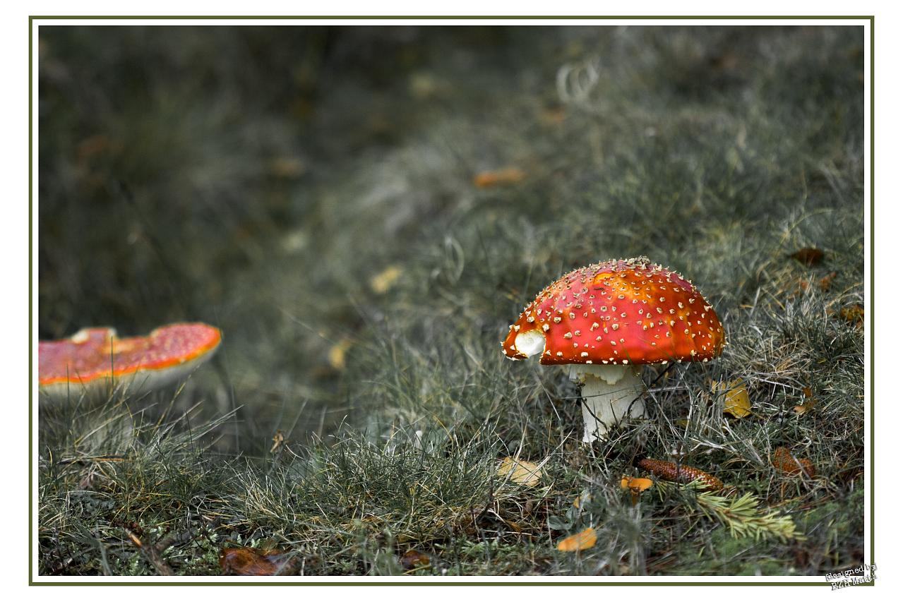 L'amanite tue-mouches (Amanita muscaria)&nbsp;est un champignon basidiomycète. Il est toxique et psychotrope.&nbsp;©&nbsp;bzhmatth, Flickr, cc by nc sa 2.0