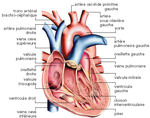Le cœur assure la circulation du sang dans l'organisme pour alimenter le corps en oxygènes et en nutriments. © www.afblum.be
