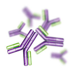 Le complexe immun fait intervenir un anticorps et un antigène. © AJC1, Flickr, CC by-nc-sa 2.0