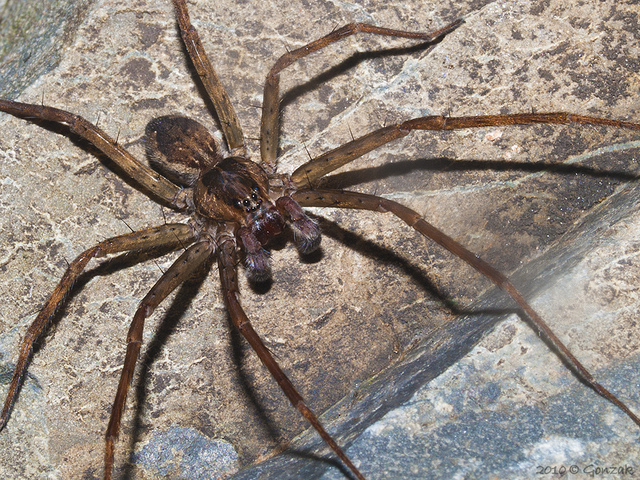 Les araignées mâles sont souvent reconnaissables grâce à leurs pédipalpes hypertrophiés. &copy; Gonzak, Flickr, cc by nc nd 2.0