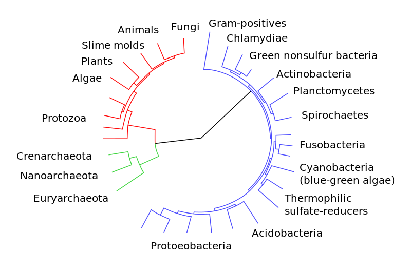 Voici un exemple de dendrogramme (représentation de la phylogénétique) retraçant la parenté entre tous les êtres vivants. Le centre de ce graphique correspond à l'ancêtre commun à tous les organismes actuels, et la distance entre chaque groupe dépend de leur proximité génétique. © User A1, Wikipédia, DP
