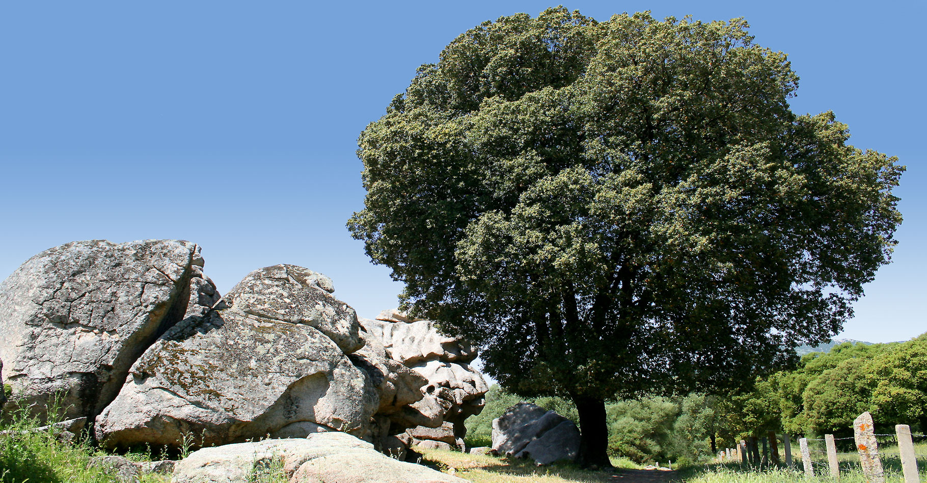 Le chêne vert fait partie de la famille des fagacées. © Bambo, Flickr CC by nc sa 2.0