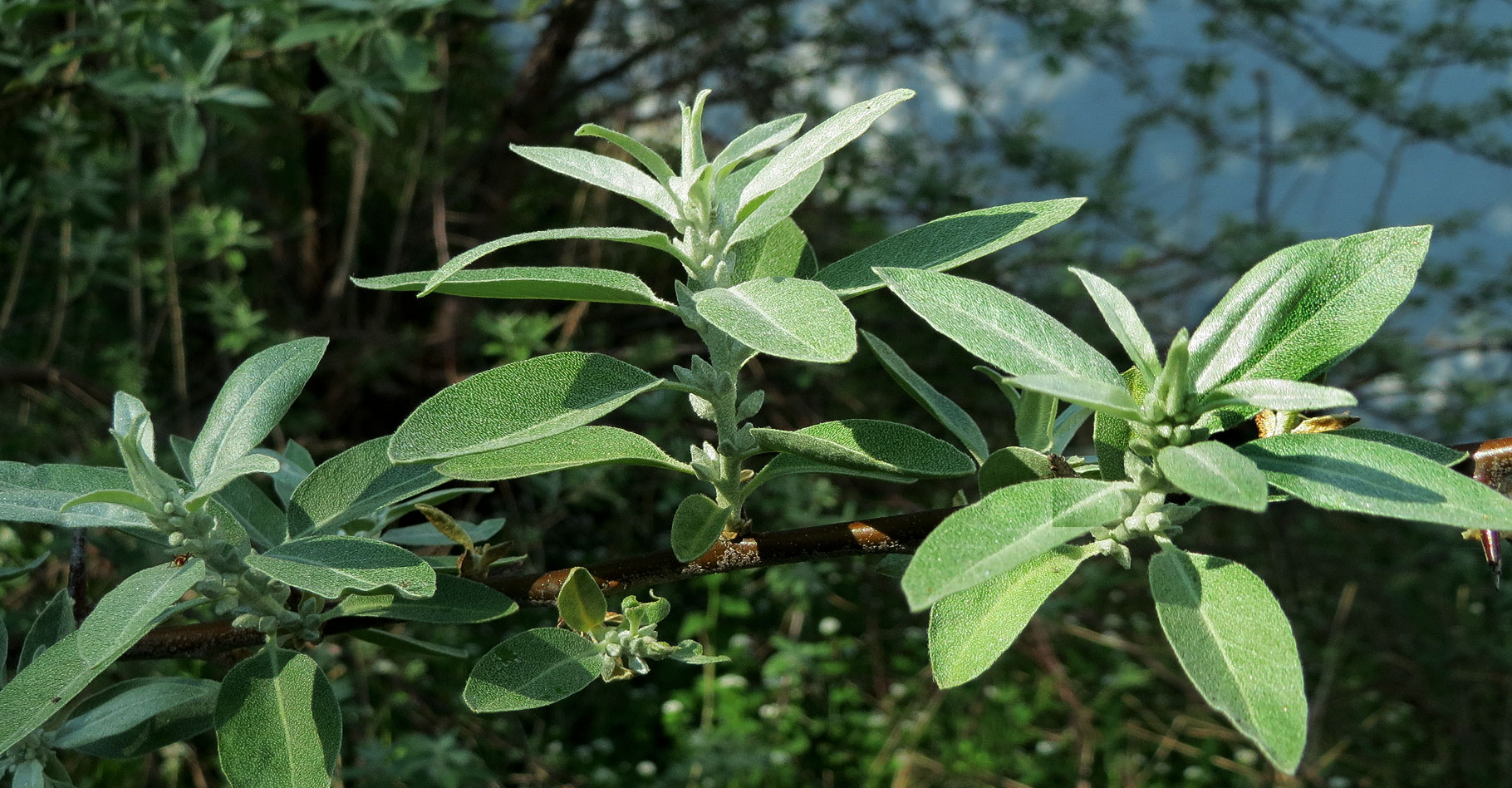 L'olivier de Bohème fait partie des éléagnacées. © Cat Sidh, Flickr CC by nc-nd 2.0