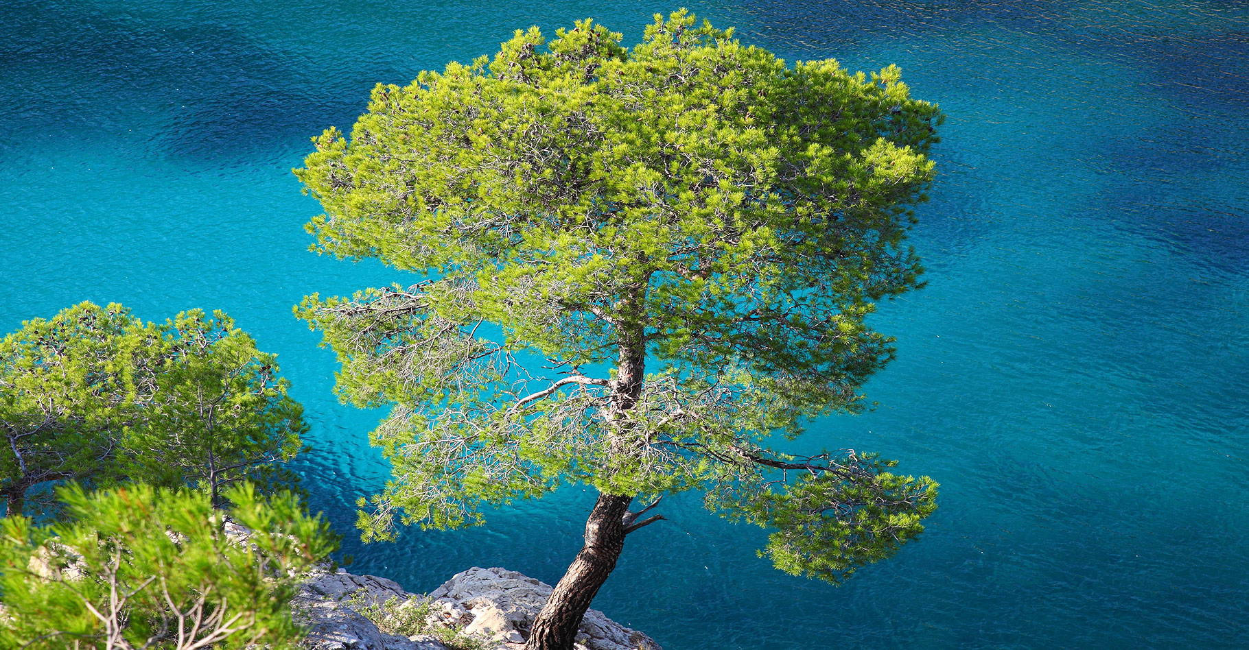 Pinus halepensis. © Xavier Varela, Flickr CC by nc-sa 2.0