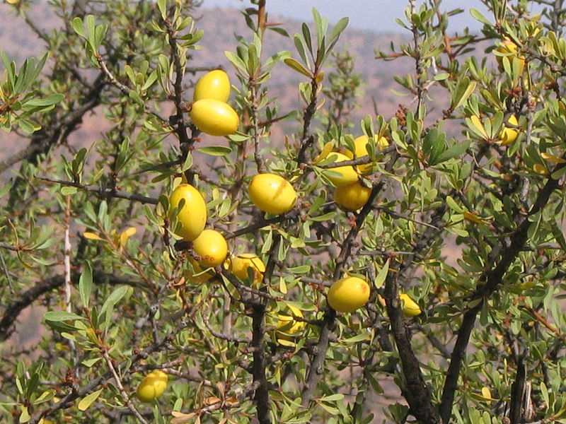 L'huile d'argan est produite à partir des fruits de l'arganier. © Daniel D, Wikimedia, CC by-sa 3.0
