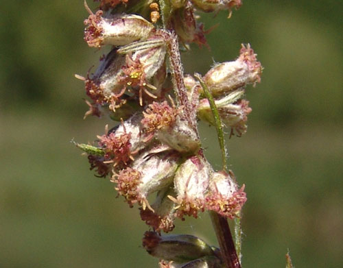 L'armoise, une plante digestive dont le nom russe se prononce « tchernobyl ». © florealpes.com