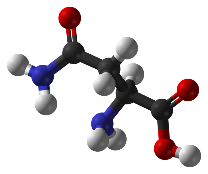 L'asparagine est un acide aminé polaire (carbone en noir, oxygène en rouge, azote en bleu et hydrogène en blanc). © Ben Mills, domaine public