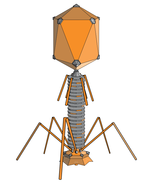 Le phage lambda est un bactériophage, avec une tête, une queue et des fibrilles. © adenosine, Wikimedia, CC by-sa 3.0 