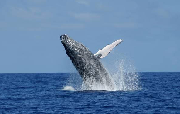 Baleine à bosse. © GLOBICE Réunion