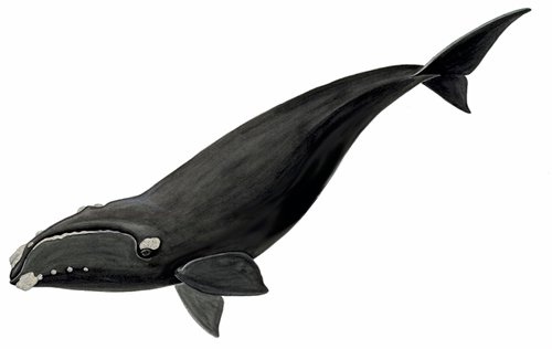 Baleine noire de l’Atlantique nord. © Cosepac