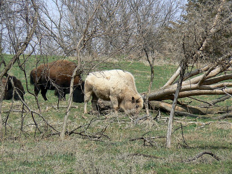 Photo d'un bison blanc. © Mongo, Wikipédia, domaine publique