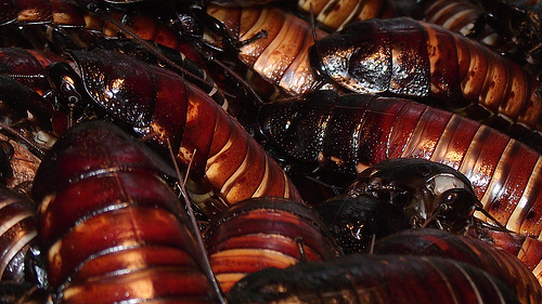La plupart des blattes sont grégaires. &copy; Zoomy Photography, Flickr, cc by nc 2.0