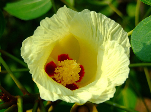 Fleur de Thespesia populnea. © kaiyanwong223, Flickr CC by nc-sa 2.0