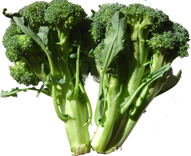 Les brocolis sont une des sortes de choux que l'on peut consommer. © Wikimedia Commons