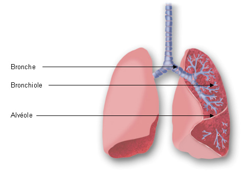 Les bronches se subdivisent en bronchioles et terminent en alvéoles pulmonaires. © GSK