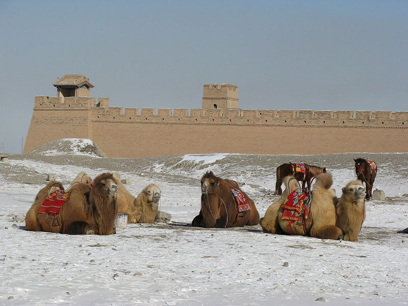 Troupeau de chameaux de Bactriane dans la province de Gansu en Chine.&nbsp;© Emcc83, Wikipédia, GFDL Version 1.2