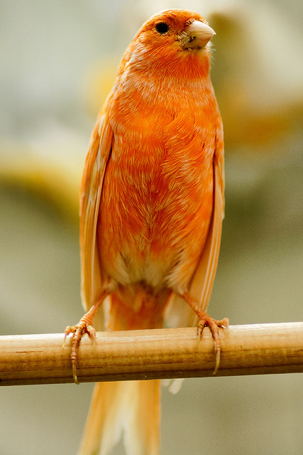 Le canari est un oiseau granivore. &copy;&nbsp;Luisus Rasilvi, Flickr, cc by nc sa 2.0