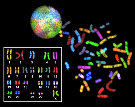 Ce caryotype humain normal montre les 23 paires de chromosomes colorées et triées. À une telle échelle, il est impossible de visualiser d'éventuelles mutations génétiques. © NIH, DP