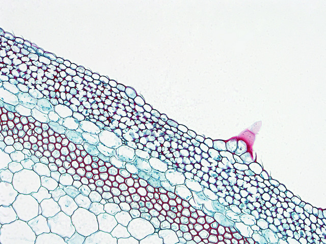 Coupe transversale d’une tige de potiron. La couche cellulaire située sous l’épiderme est du collenchyme. © BlueRidgeKitties CC by-nc-sa 2.0