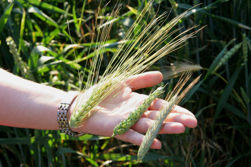 Les céréales comme le blé, l'orge et le seigle contiennent du gluten. © Timo1974 / Licence Creative Commons