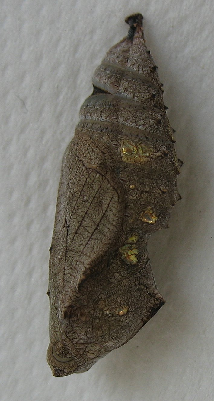 Chez les papillons, le nymphose est appelée chrysalidation. © esacademic.com