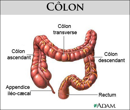 Le côlon, ou gros intestin, constitue la dernière partie du tube digestif. © www.health.allrefer.com
