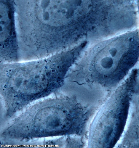 Observation de cellules au microscope à contraste de phase. © Exothermic, CC by-nc-sa 2.0