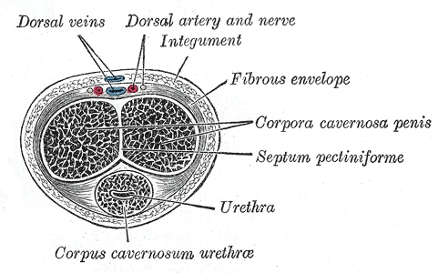 Les corps caverneux, ici nommés corpora cavernosa penis, sont faits d'un tissu spongieux, extensible et composé d'espaces lacunes, qui se gorgent de sang durant l'érection. À eux deux, ils emmagasinent environ 90 % du sang nécessaire à l'érection, contre le reste pour le corps spongieux corpus cavernosum urethræ. © Henry Gray, Gray's Anatomy, Wikipédia, DP